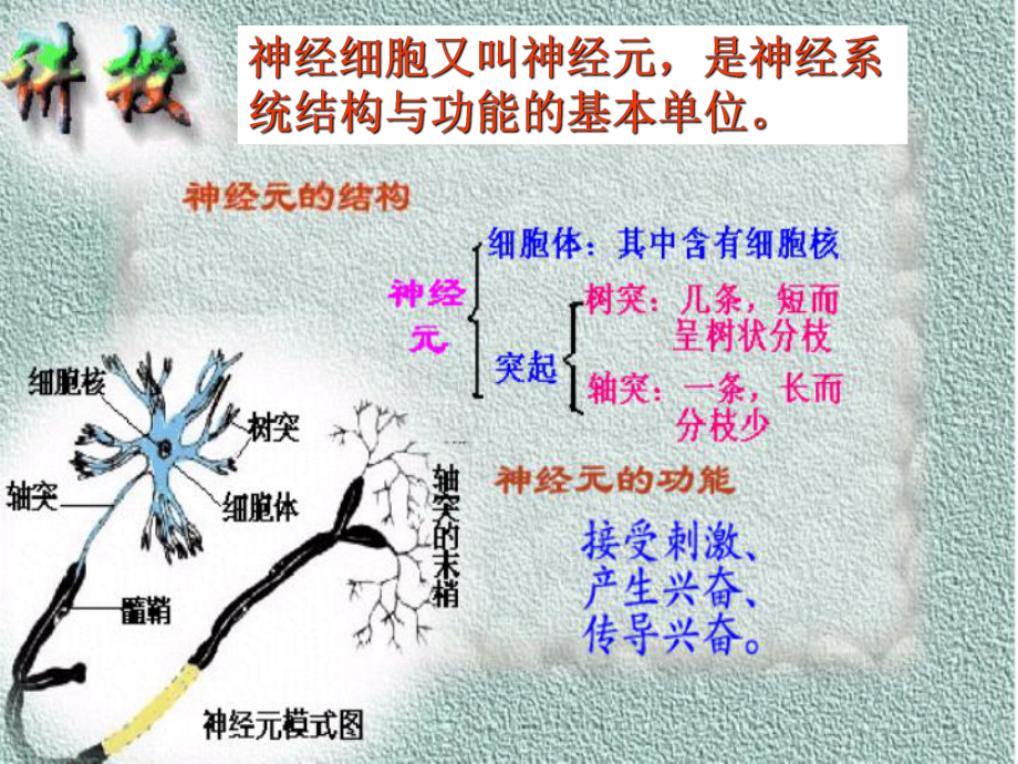 神经调节课件.ppt_第2页