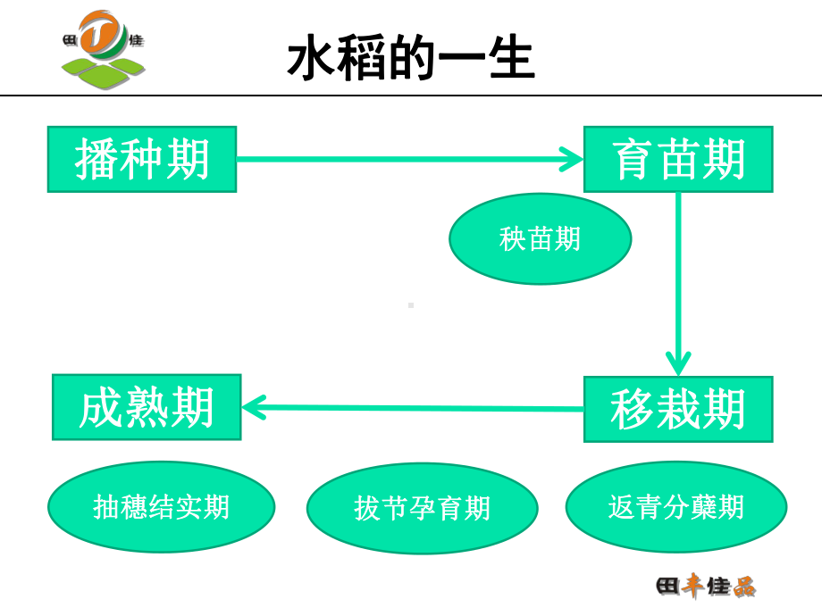 最新水稻全生育期主题讲座课件.ppt_第1页