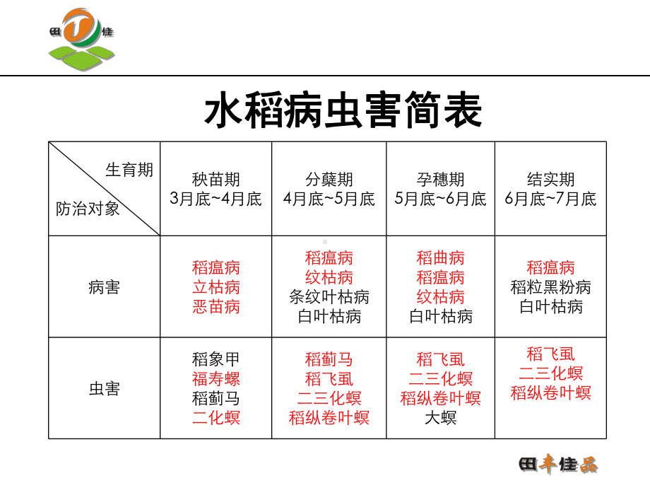 最新水稻全生育期主题讲座课件.ppt_第2页