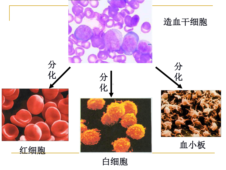 七年级生物-动物体的结构层次-课件.ppt_第3页