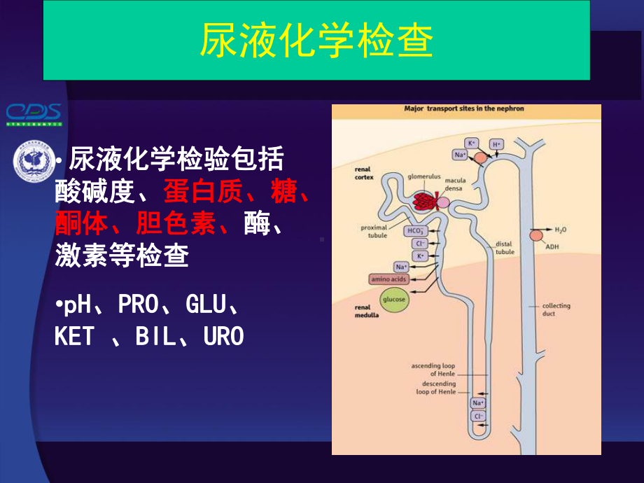 尿液化学检验PPT课件.ppt_第2页