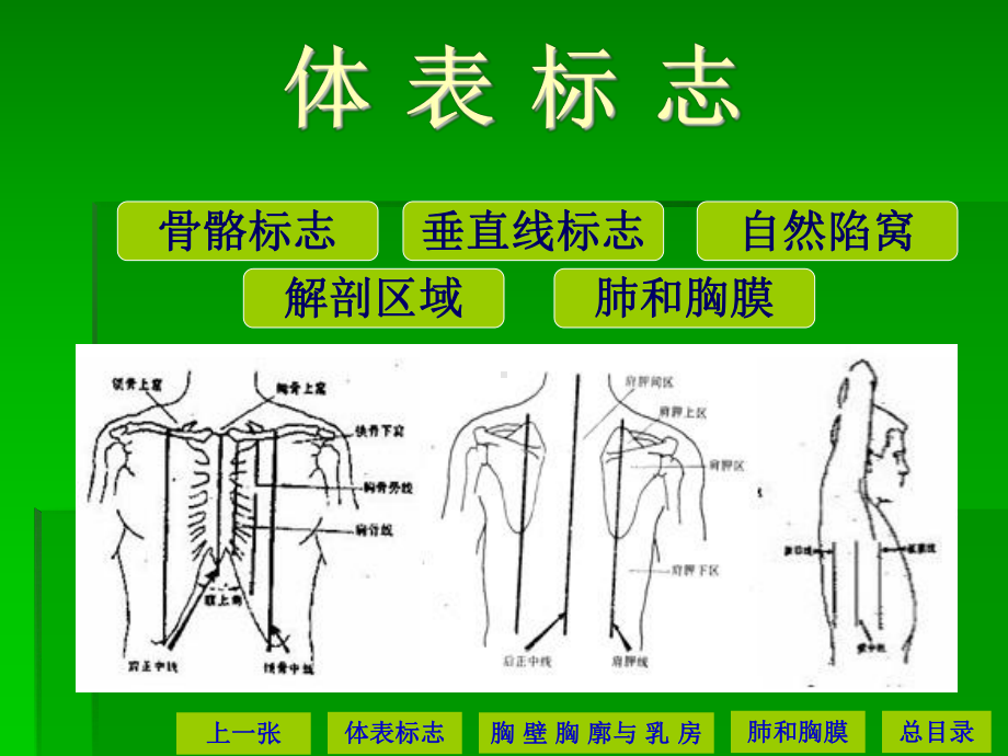 胸部查体-ppt课件.ppt_第3页