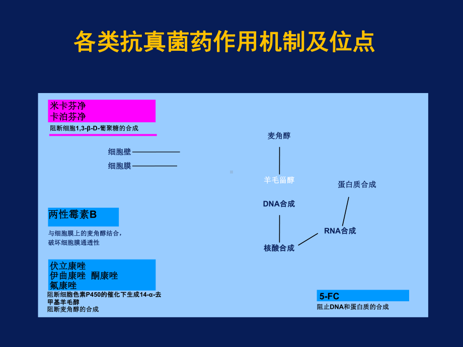 最新常用抗真菌药物的比较主题讲座课件.ppt_第2页