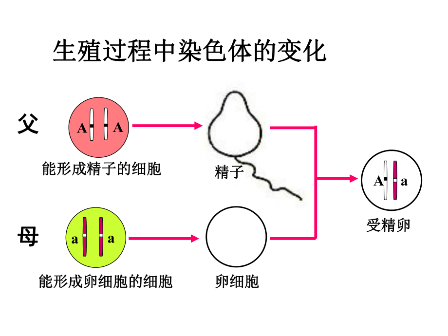 基因的显性和隐性-PPT课件.ppt_第2页