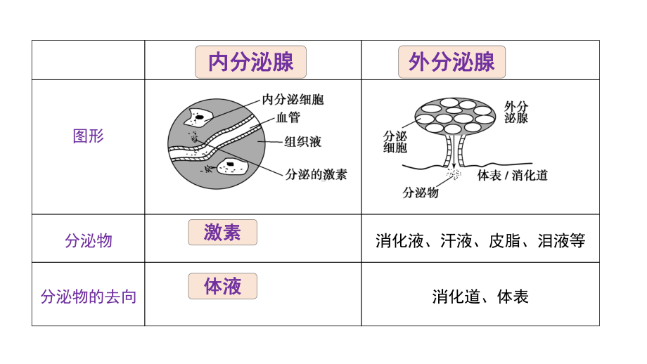 最新动物激素的种类和作用主题讲座课件.ppt_第3页