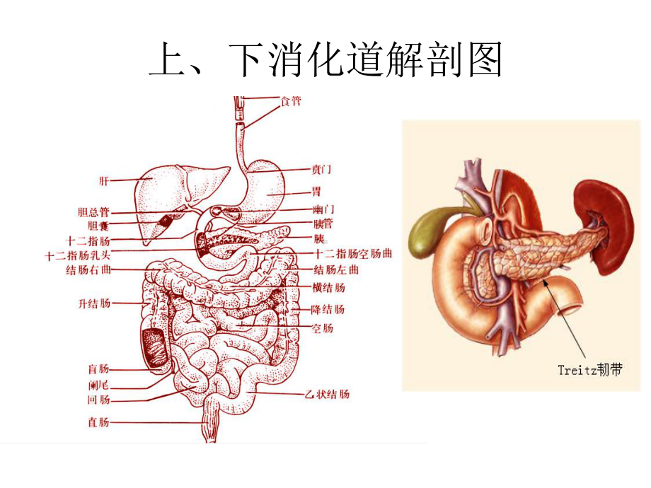 最新-呕血与便血-课件.ppt_第2页