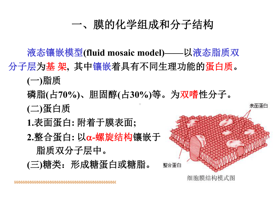 生理学细胞的基本功能-PPT课件.ppt_第3页