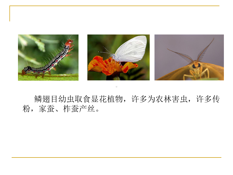 《昆虫教学课件》鳞翅目14.ppt_第2页