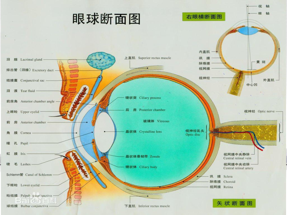 眼球结构专题知识讲座培训课件.ppt_第1页