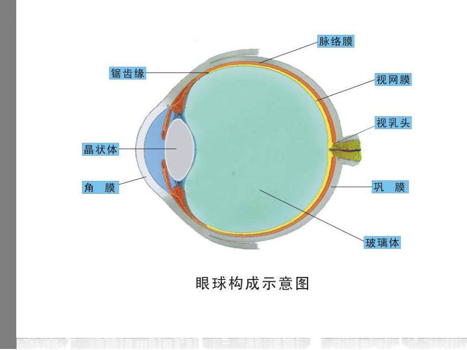 眼球结构专题知识讲座培训课件.ppt_第3页