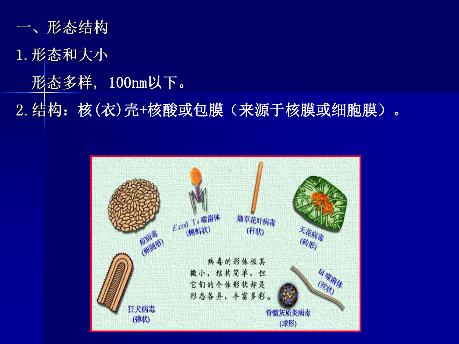 第三章-病毒与亚病毒-PPT课件.ppt_第3页