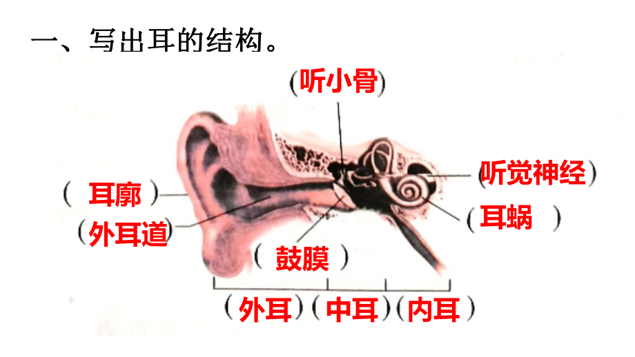 四年级科学上1.4我们是怎样听到声音的一课一练教科版.pptx_第1页