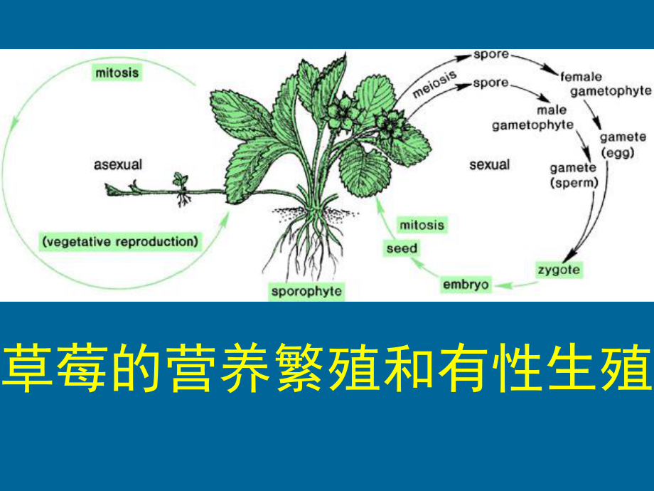 高中生物奥赛精品课件-植物学部分-植物的繁殖part1.ppt_第3页