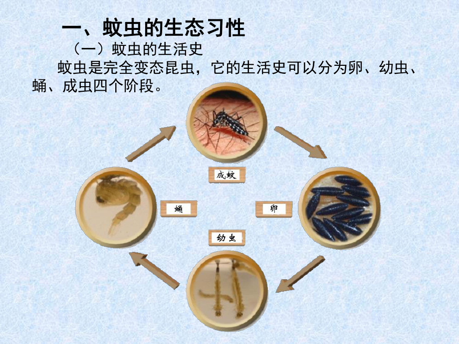 蚊虫的综合防治PPT培训课件.ppt_第2页