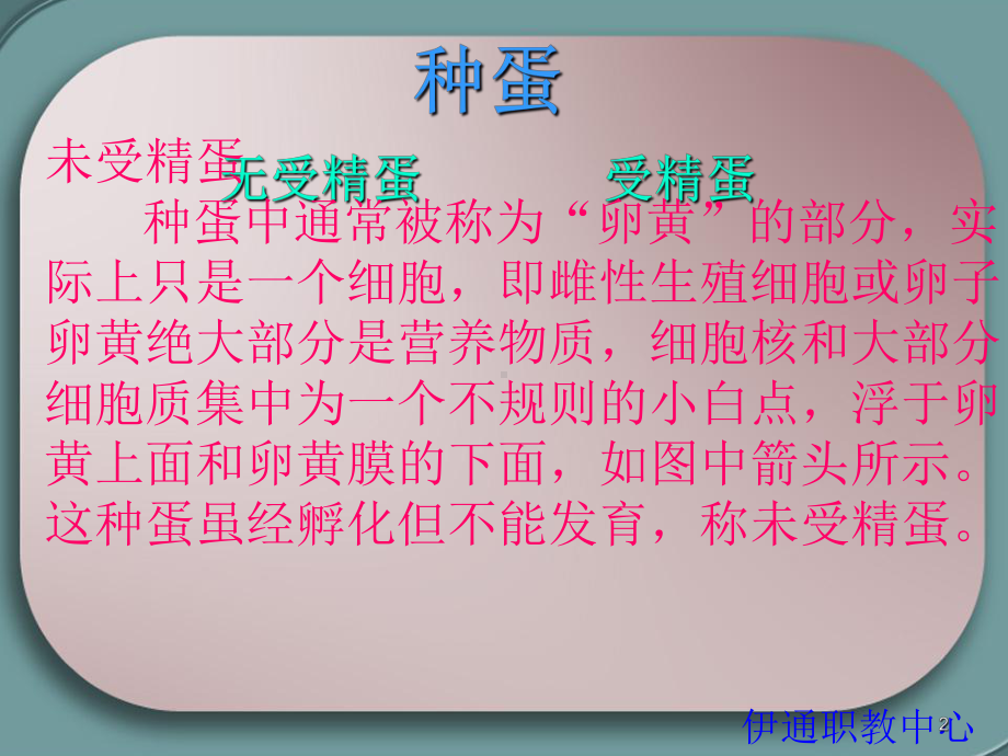 鸡蛋孵化过程的ppt课件.ppt_第2页