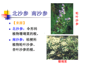 中药鉴定-生药-根及根茎-课件6.ppt