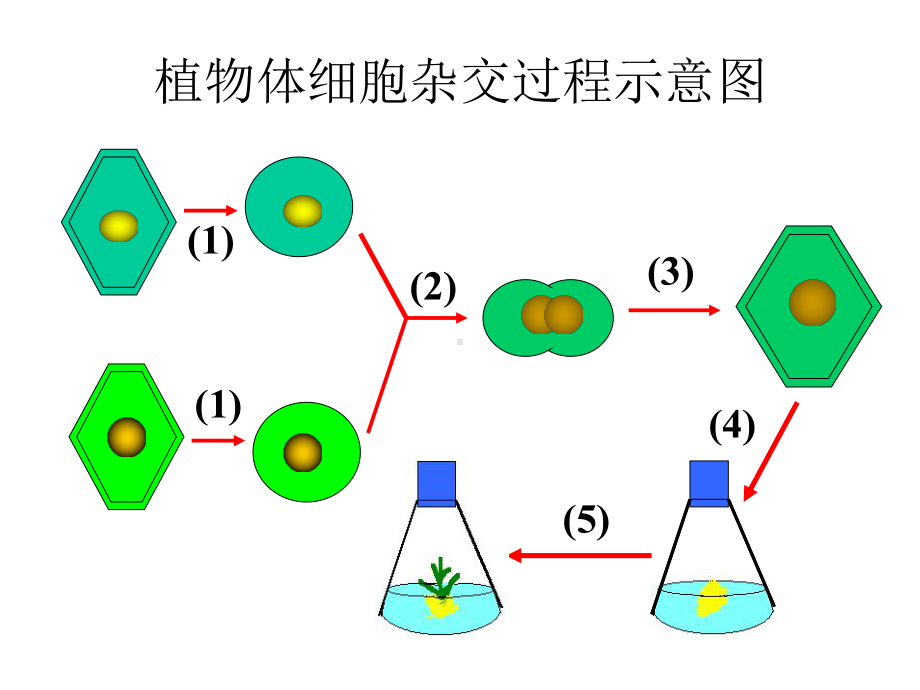 动物细胞融合与单克隆抗体用-PPT课件.ppt_第3页