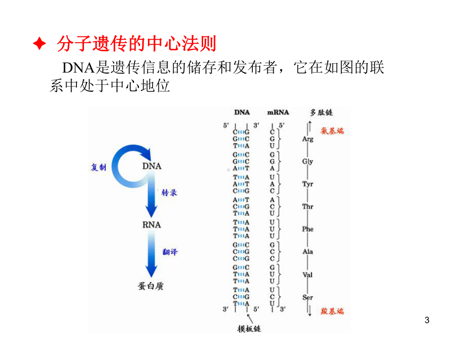 DNA复制和RNA转录-PPT课件.ppt_第3页