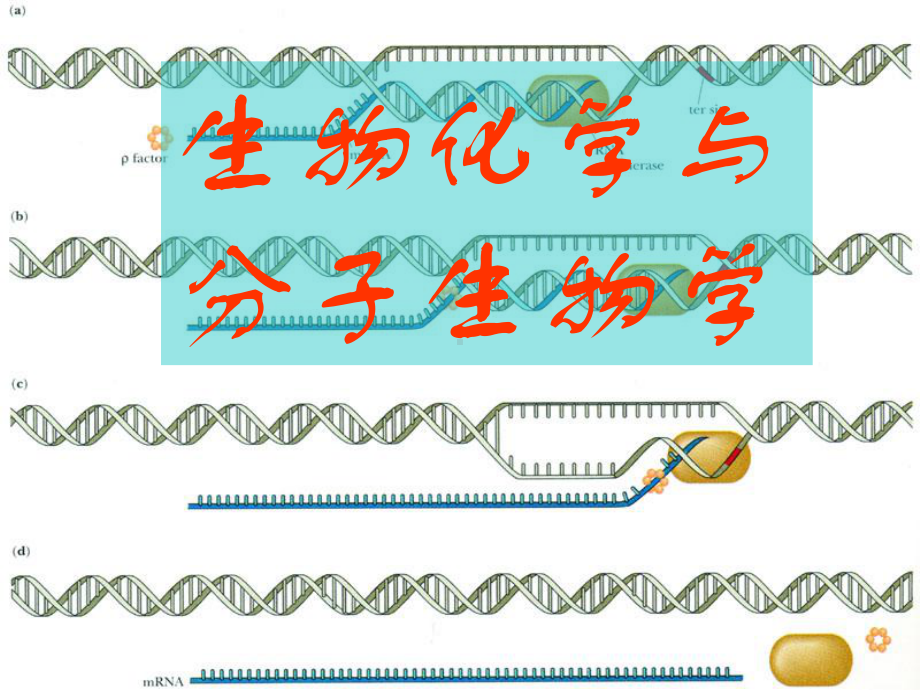 生物化学与分子生物学-PPT课件.ppt_第1页