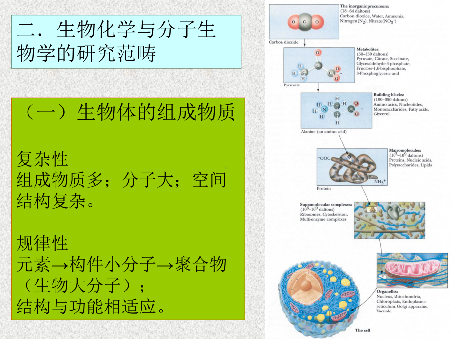 生物化学与分子生物学-PPT课件.ppt_第3页