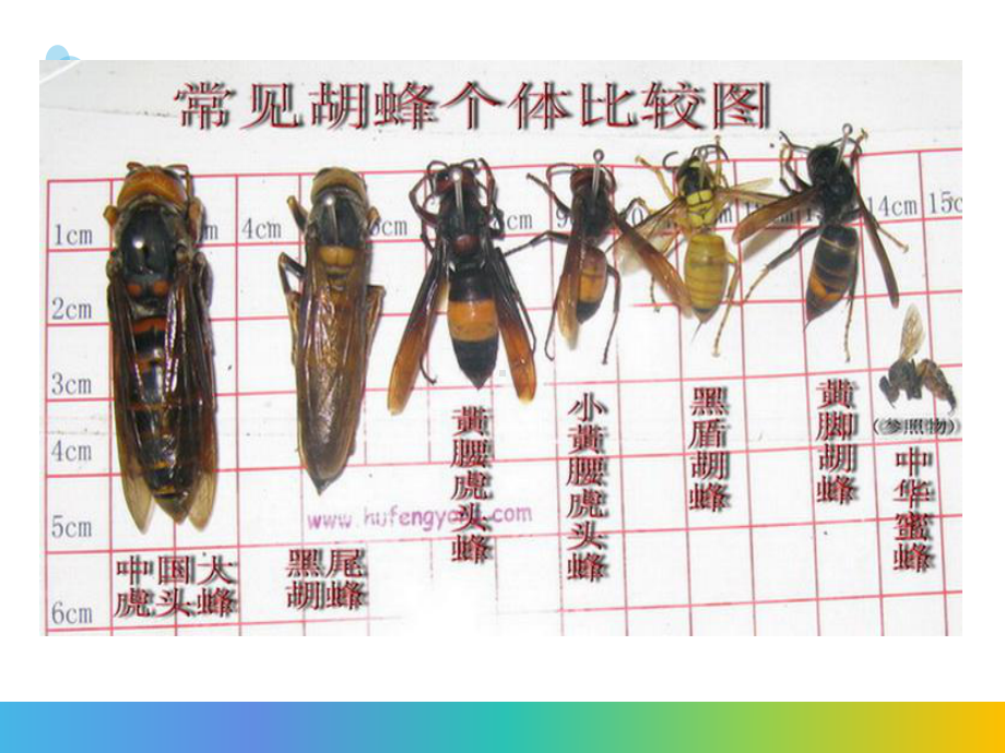 最新蜂蛰伤紧急救治主题讲座课件.ppt_第3页