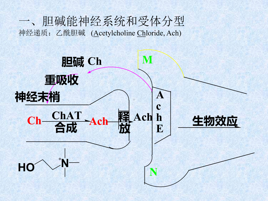 第七章-乙酰胆碱-PPT课件.ppt_第2页