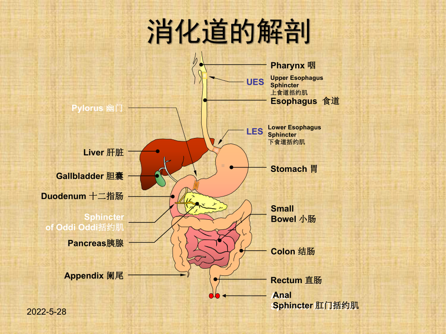 促胃动力药精编PPT课件.ppt_第2页