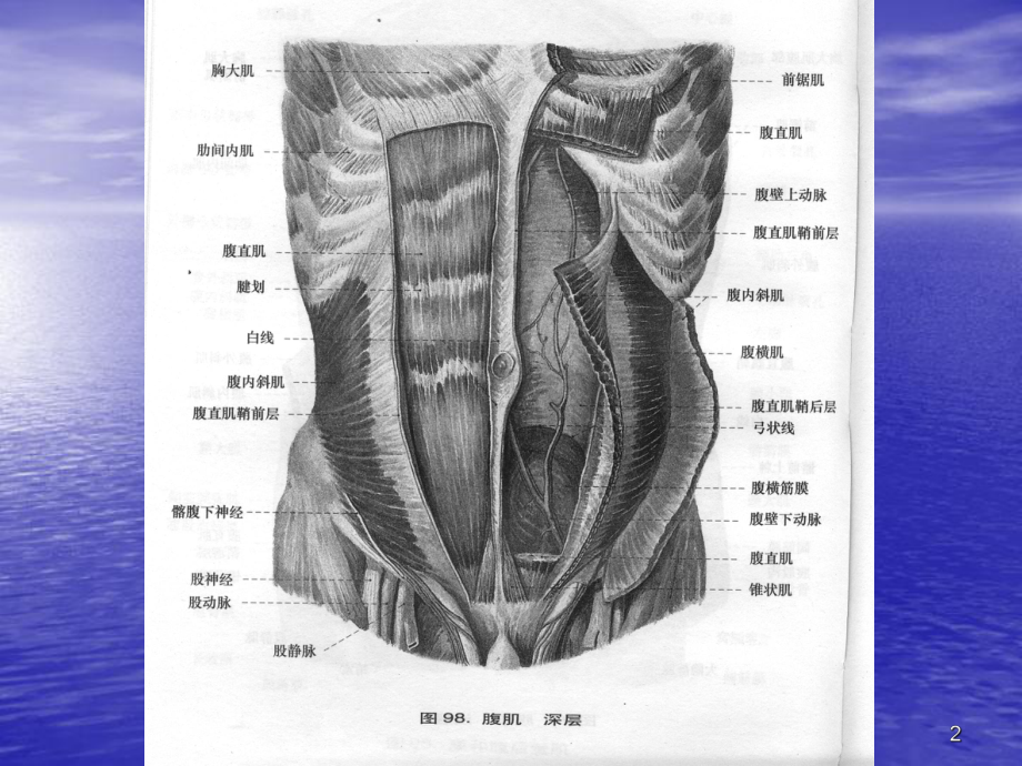 腹横肌平面阻滞ppt课件.ppt_第2页