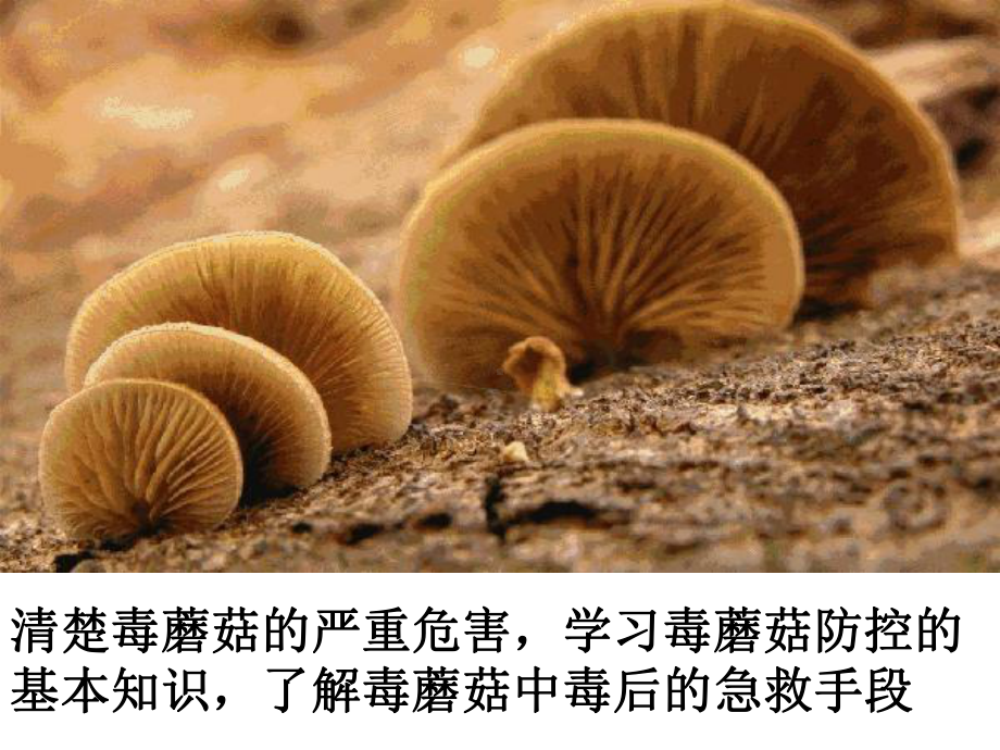 安全教育主题班会珍爱生命拒绝毒蘑菇课件.ppt_第3页