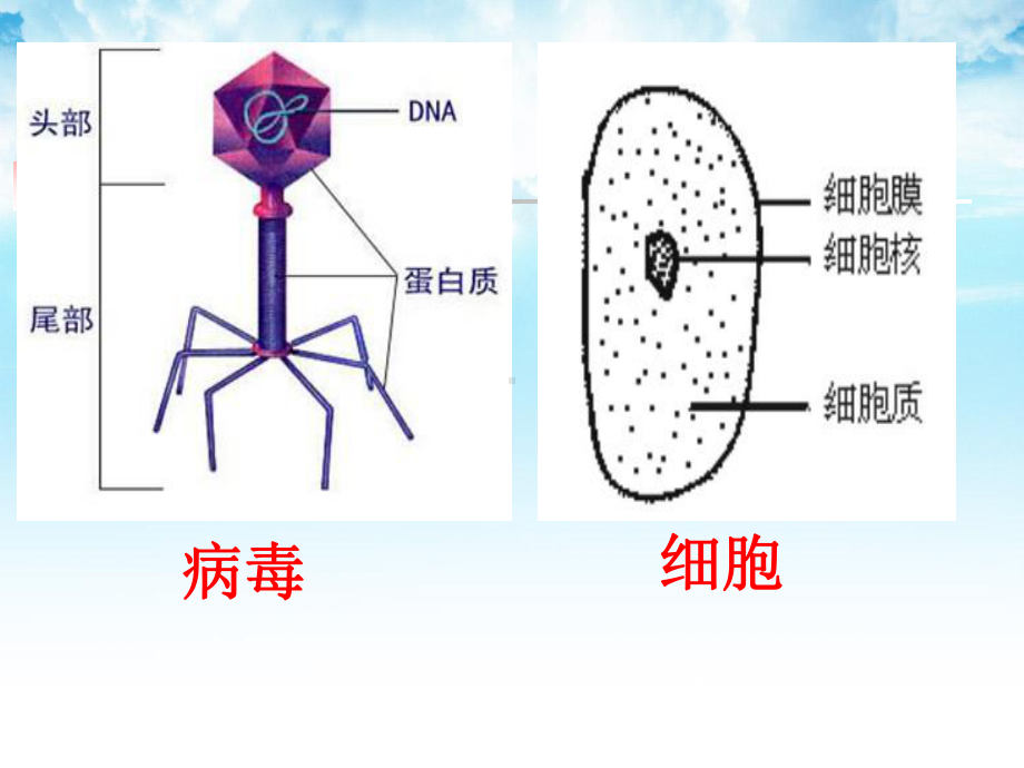 第一节-从生物圈到细胞-PPT课件.ppt_第3页