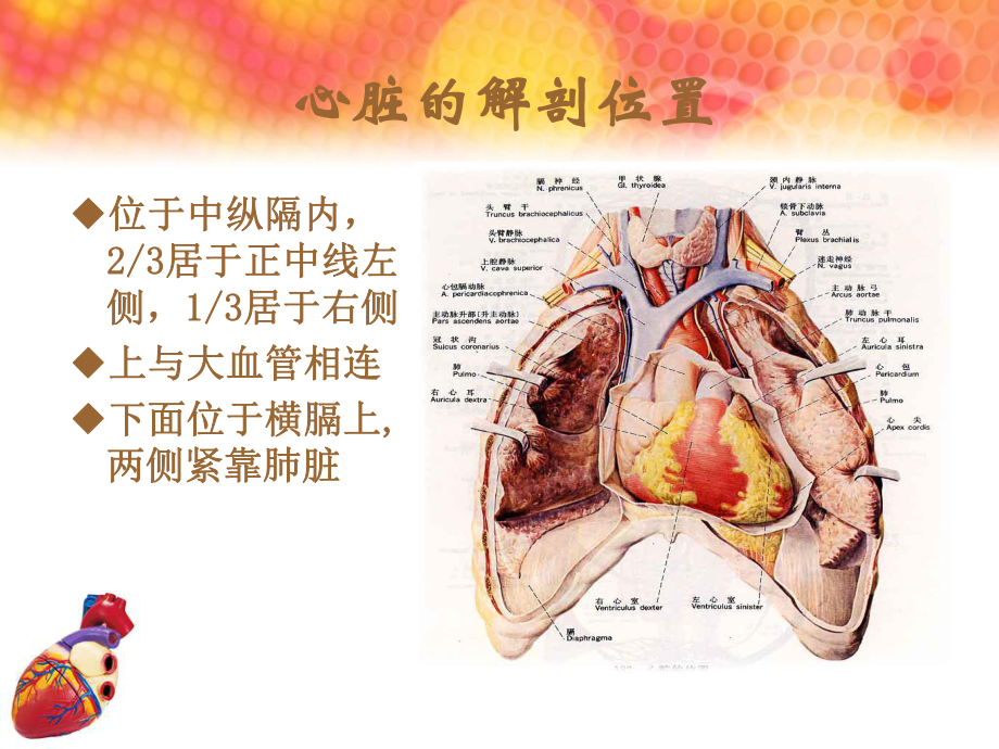 心脏查体课PPT课件.ppt_第3页