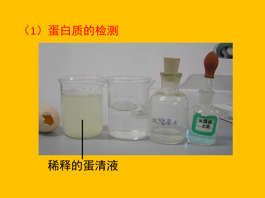 北师大七年级生物第二学期期末复习课件.pptx_第2页