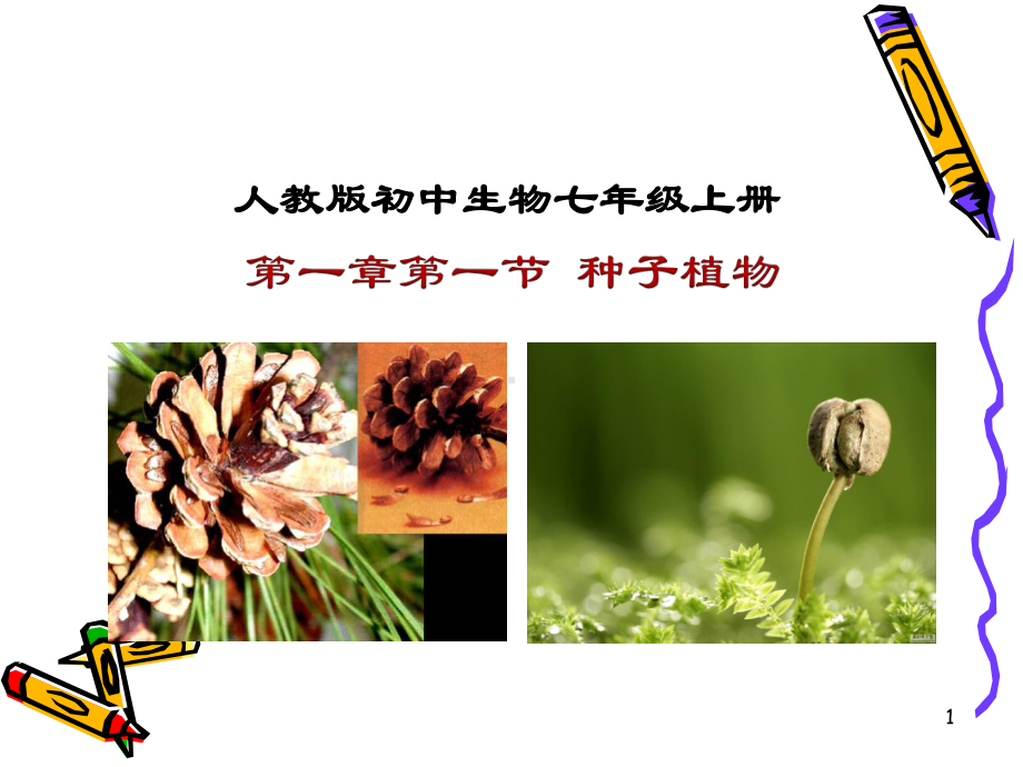 《第二节-种子植物》PPT课件.ppt_第1页