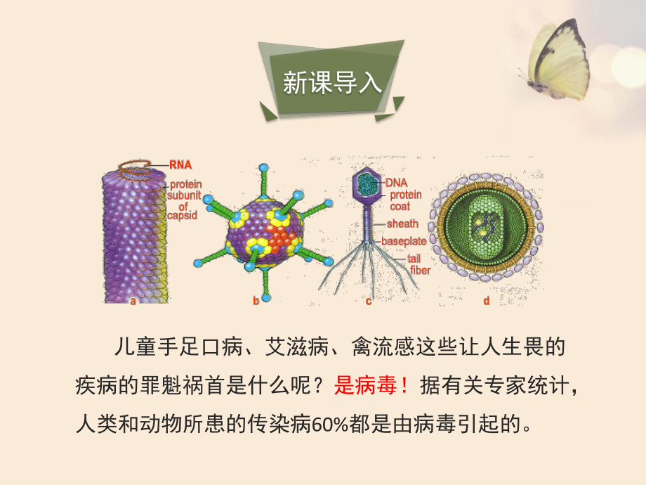 人教版八年级生物上册5.5《病毒》课件-(共25张PPT).ppt_第3页