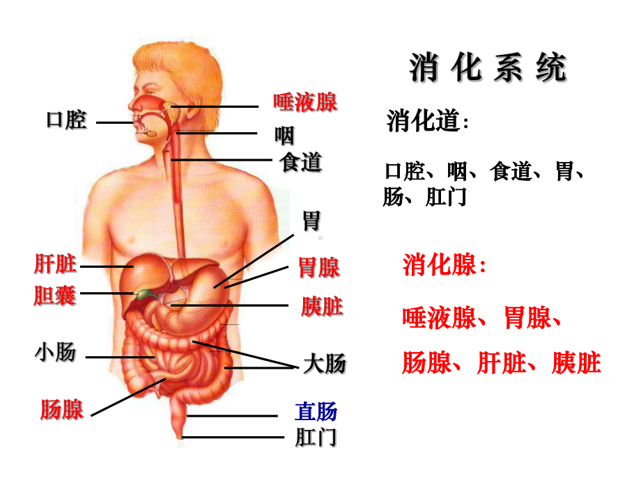 人教版教学课件第二节通过激素的调节.ppt_第2页