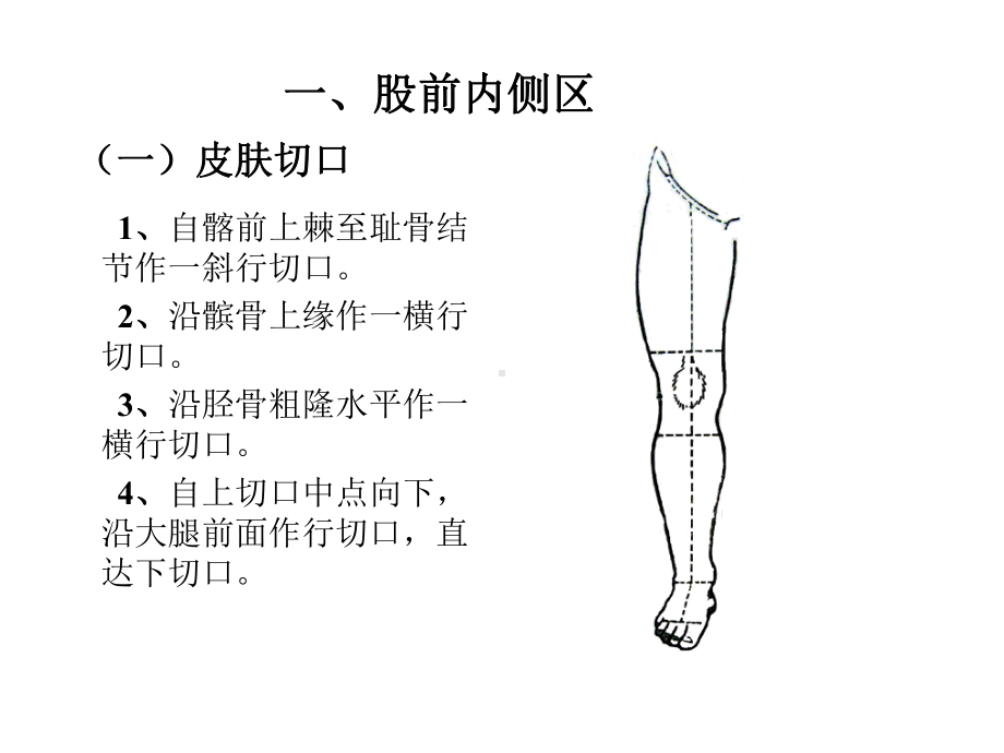 局部解剖学课件之-下-肢.ppt_第1页