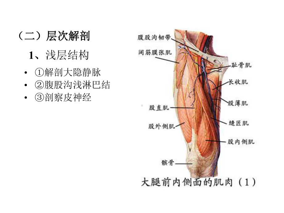 局部解剖学课件之-下-肢.ppt_第2页