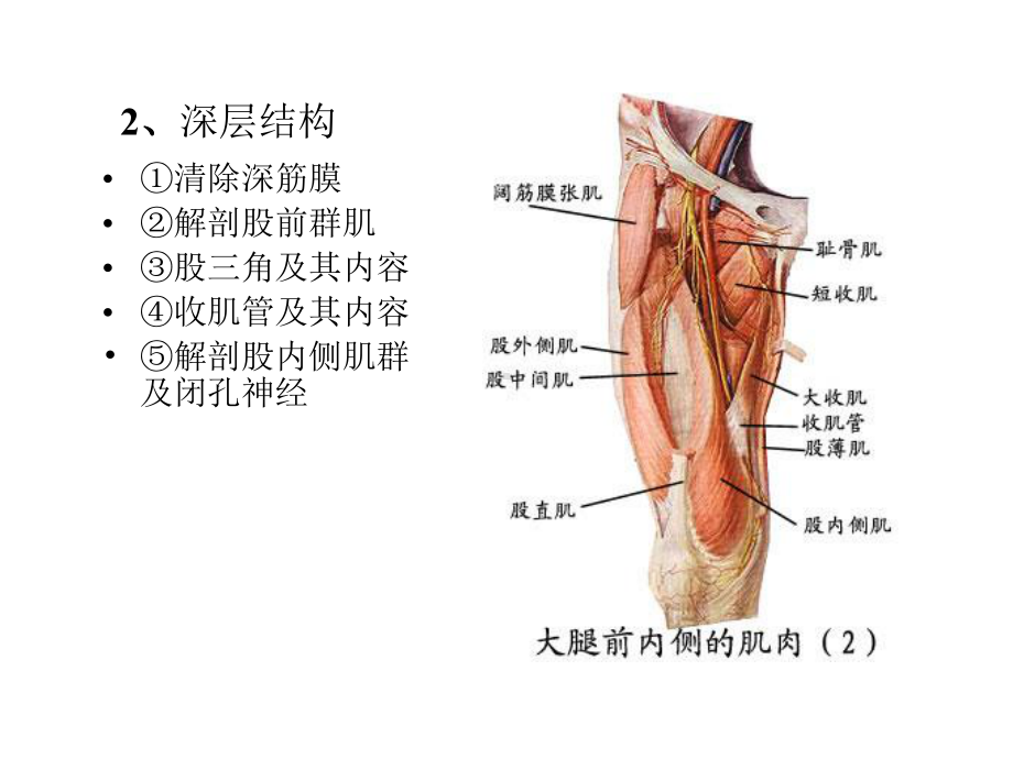 局部解剖学课件之-下-肢.ppt_第3页