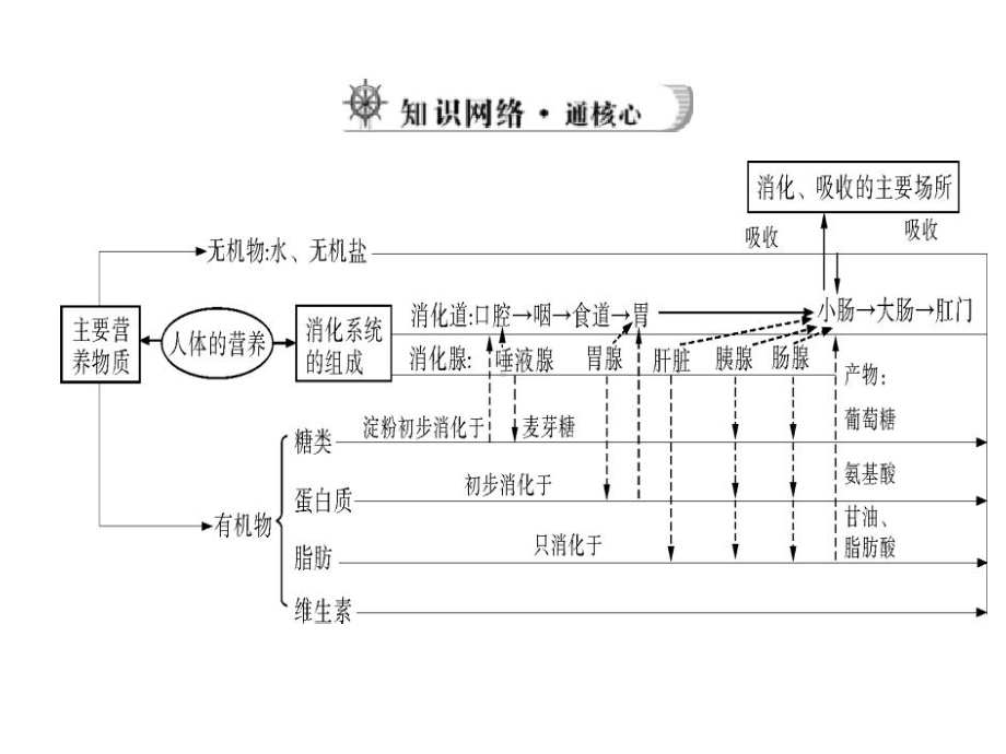 江西省2014届九年级中考生物总复习课件：第一部分-第四章-生物圈中的人-第一讲-人体的营养.ppt_第3页