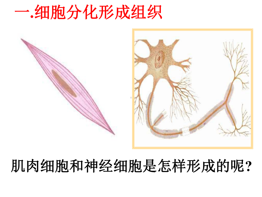 《动物体的结构层次》细胞怎样构成生物体PPT精选优质教学课件.ppt_第3页