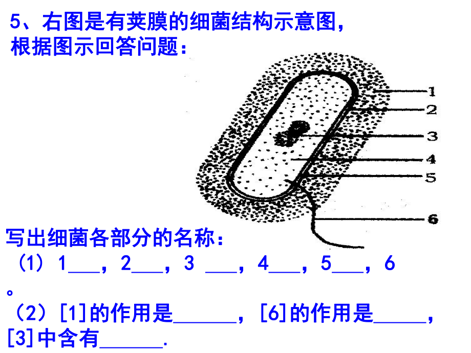 微生物复习-初中生物课件.ppt_第2页