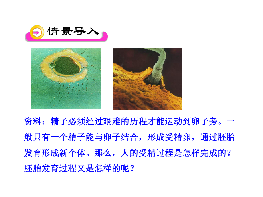 苏教版生物七年级下册第8章《第一节 精卵结合孕育新的生命》课件5.ppt_第2页