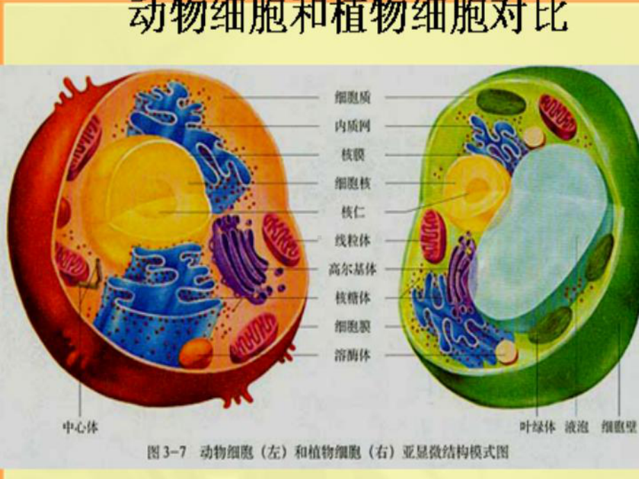 3.2细胞器系统分工-PPT课件.ppt_第3页