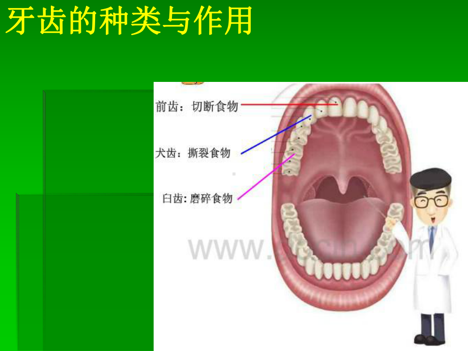 小学体育与健康《保护牙齿》精品PPT课件.pptx_第3页