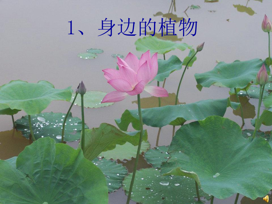 冀教版教材《身边的植物》精讲课件1.ppt_第1页