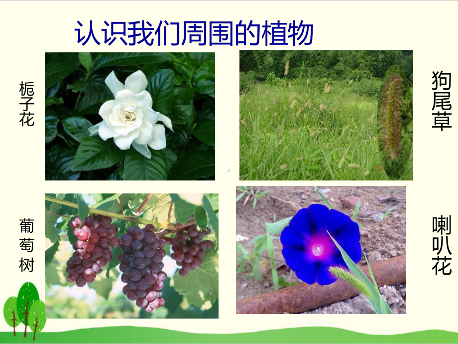 冀教版教材《身边的植物》精讲课件1.ppt_第2页