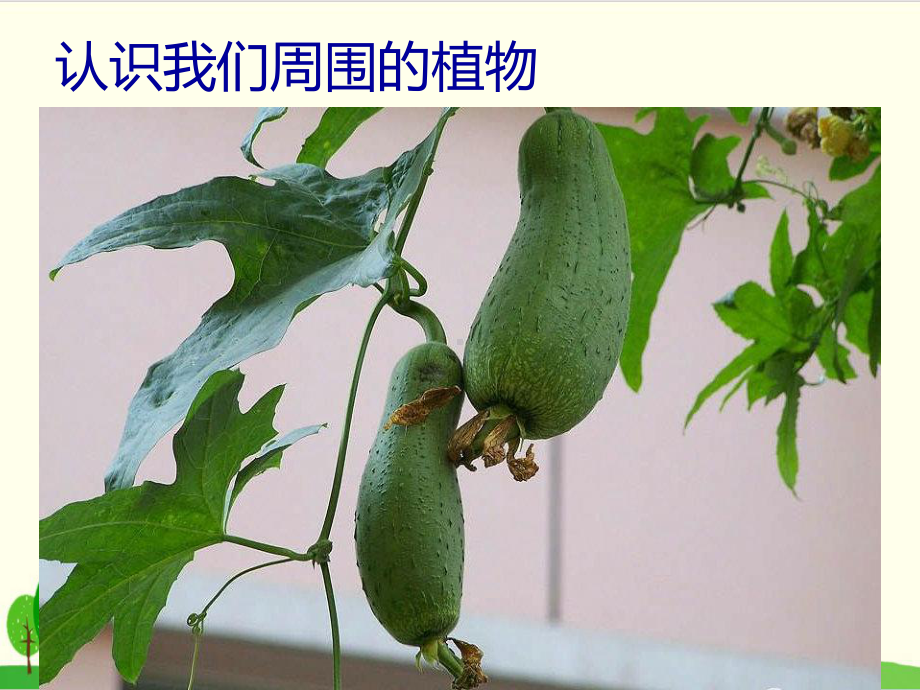 冀教版教材《身边的植物》精讲课件1.ppt_第3页