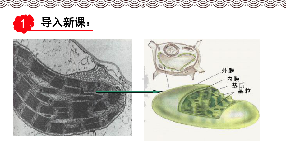 人教版高中生物必修一：光合作用与能量转化新教材PPT课件.pptx_第3页