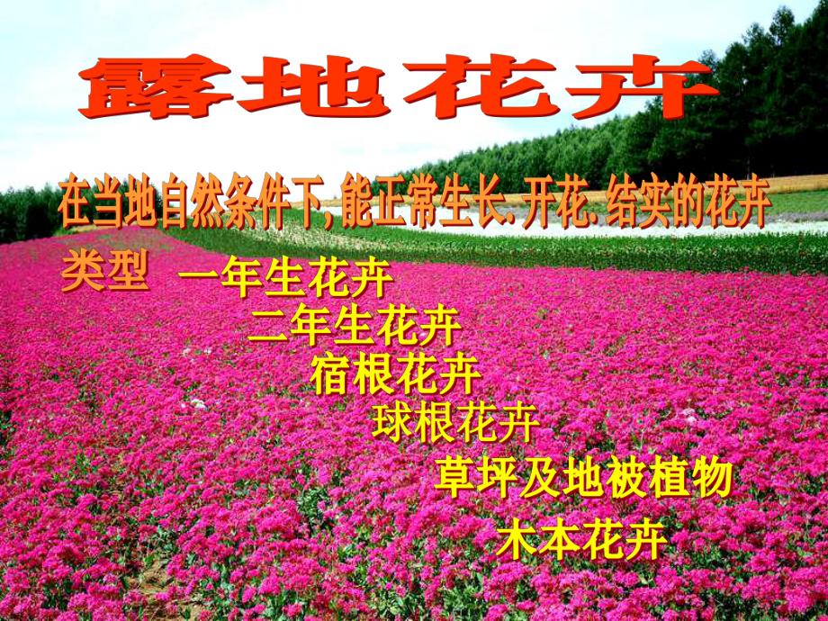 一年生花卉课件.ppt_第1页