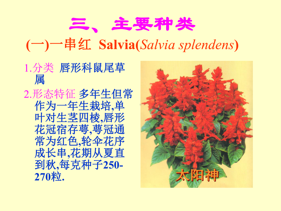 一年生花卉课件.ppt_第3页